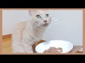 【猫ごはん】ニュートロ デイリーディッシュ食べ比べ！