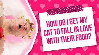 How Do I Make My Cat Fall in Love with its Food? #Cupid #Dating #Weruva