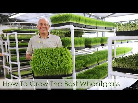 How To Grow The Best Wheatgrass | Hippocrates Health Institute