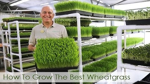 How To Grow The Best Wheatgrass | Hippocrates Health Institute Video