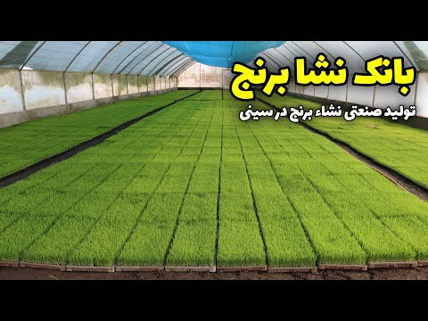 بانک نشا برنج اولین مرحله از تولید پر مشقت برنج در ایران