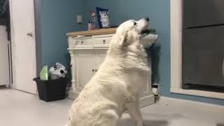Solo silly Great Pyrenees dog Doggy cup treat trick and tricks