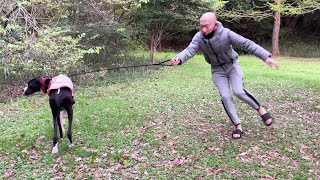 愛犬が知らないお爺さんとお散歩に行くとこうなる