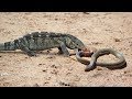 Fight Classic : Lizard vs King cobra | Snake hunting lizard | The Reptiles of the Desert