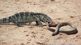 Fight Classic : Lizard vs King cobra | Snake hunting lizard | The Reptiles of the Desert by SKY Animal 1,329,318 views 5 years ago 2 minutes, 34 seconds