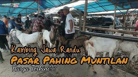Thumbnail of Harga Kambing Jawa Randu di Pasar Pahing Muntilan