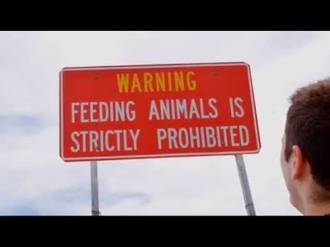 Don't Feed the Animals!