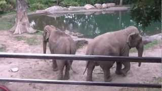 The Bronx Zoo- July 19th, 2012: Wild Asia Monorail- Patty and Maxine the Asian Elephants