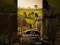 Village life