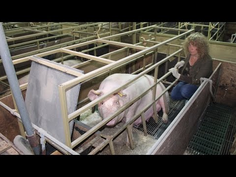 Face Off: Juliet visits a typical British pig farm, Wiltshire, UK