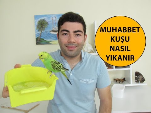 Yıkanmayan Muhabbet Kuşu Nasıl Yıkanır