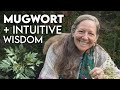 Mugwort magic  intuitive wisdom  robin rose bennett