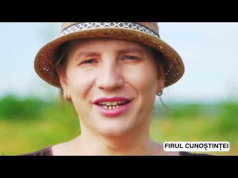 Zece Fapte Despre Albine Din Filmul Documentar Regina Lumii Apicultura 