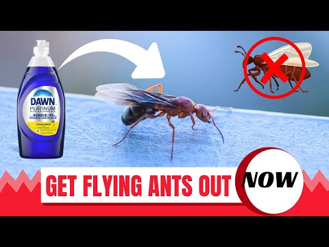 How To Get Rid Of Flying Ants And Prevent Their Return Amazing Tricks