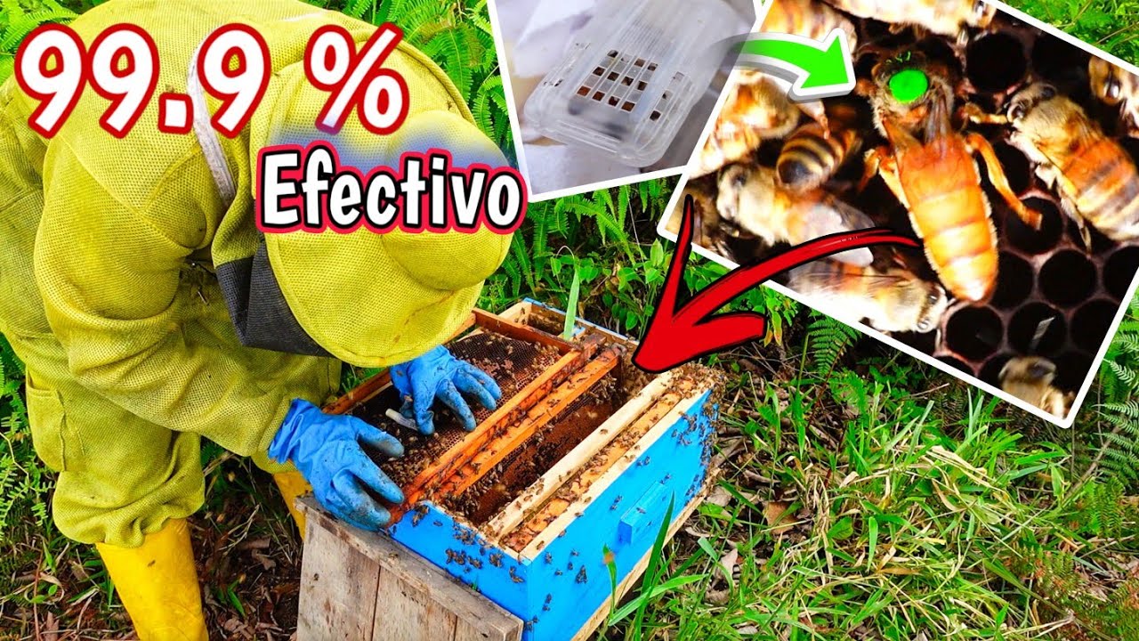 ✅ Cómo Introducir Abejas Reinas | 👉🏻 100% de aceptación 🐝
