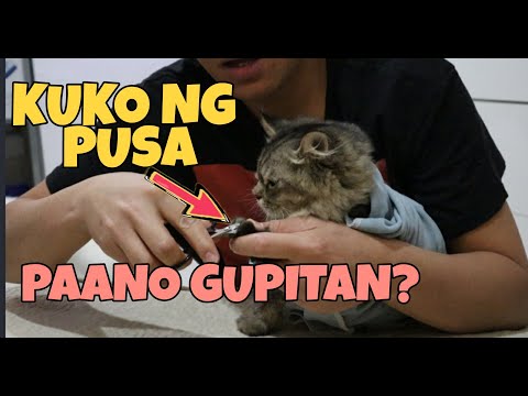 Video: Paano I-trim Ang Mga Kuko Ng Cat