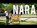 Nara, la ville aux daims | VLOG JAPON