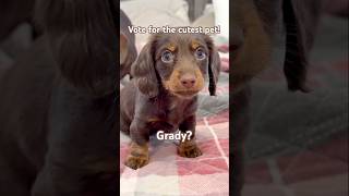 who are YOU voting for? #minidachshund #puppy #dachshundpuppy #dachshund #cutedog #cutepuppy #dog