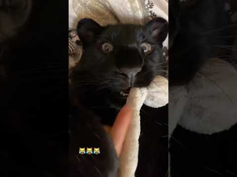 Хвать от ручной пантеры Луны :) @Lunathepantera