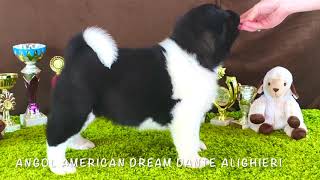 American Akita PUPPY - male DANTE