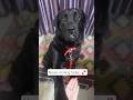 Black labrador's cutest Paw-Shake😍🐾 #shorts #cutedog #dog #viral