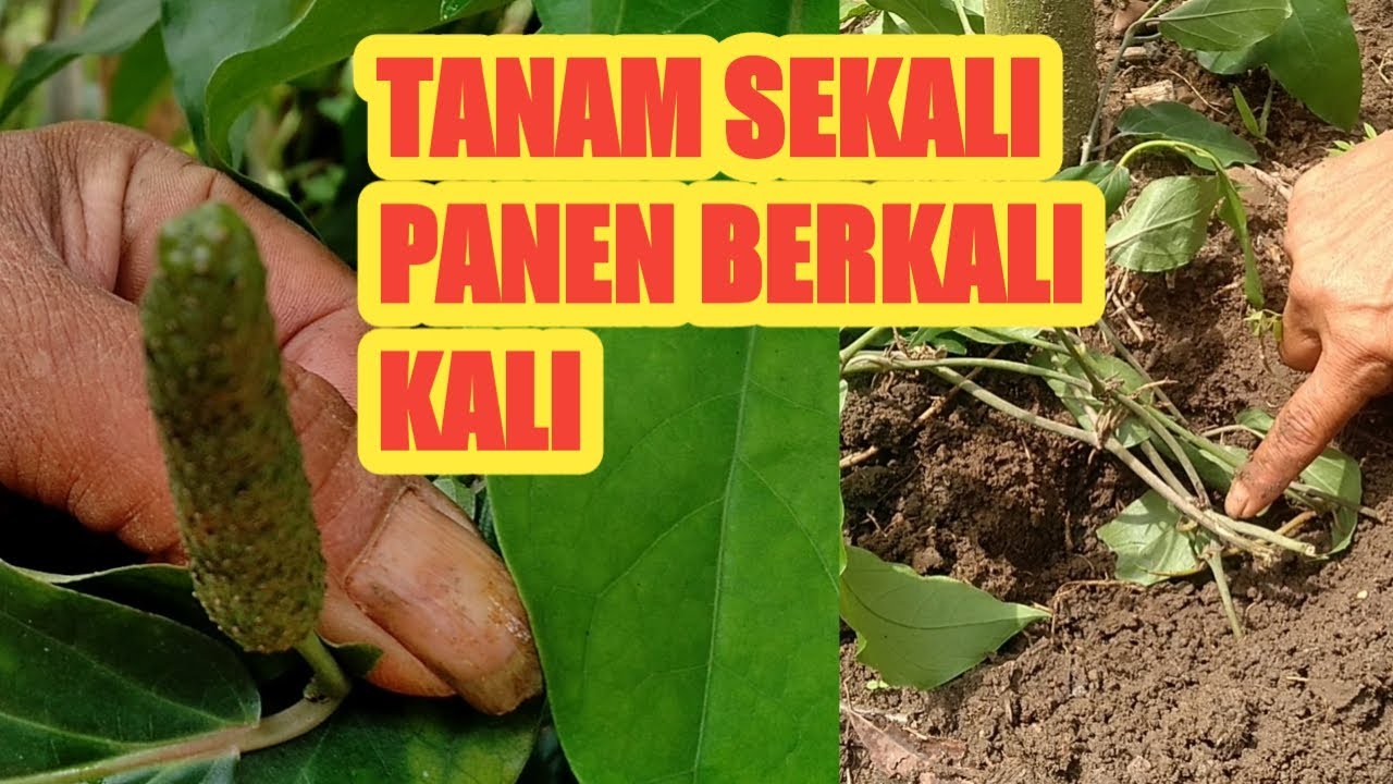 Cara menanam Cabe Jawa / Cabe Jamu, buat tabungan Pensiun. 