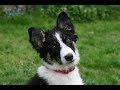 Star - Amazing 4 month old Border Collie Puppy