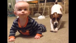 Jack Russell Terrier Tries to make Baby laugh Fantastic Video !Dogs With babies by Dogs With Babies 972 views 6 years ago 4 minutes, 8 seconds