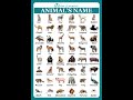 English Animal Names Vocabulary 🐾