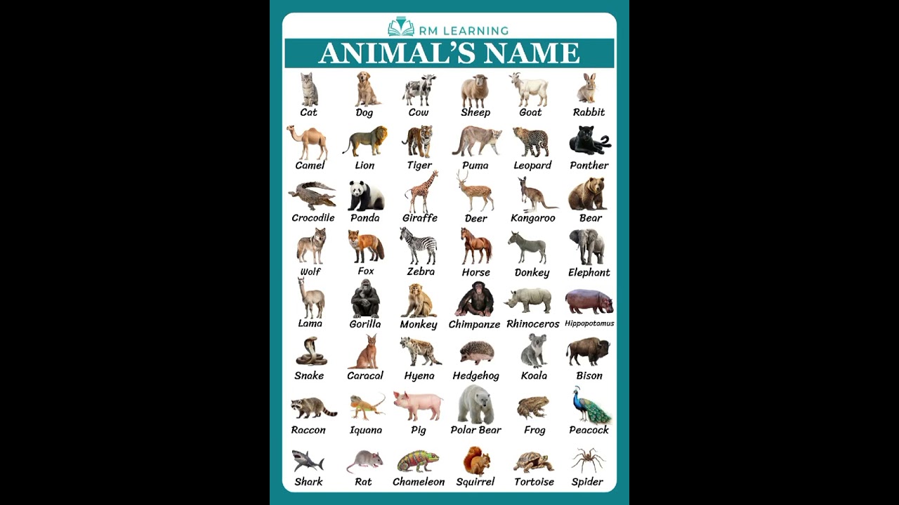 Animals Name English Vocabulary #animals  #education #shortsfeed #rmlearning
