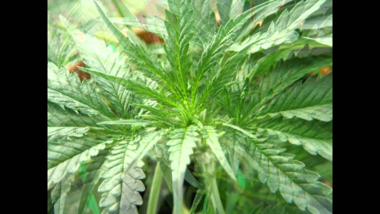 Critical+ - Jurnal 23