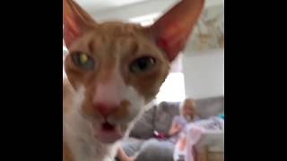 Cat Shows Flehmen Response