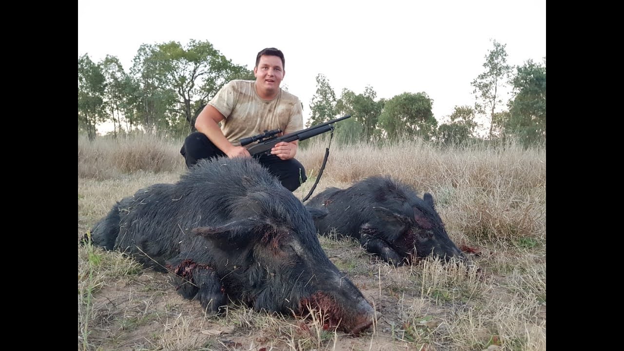 Pig Hunting Australia QLD 