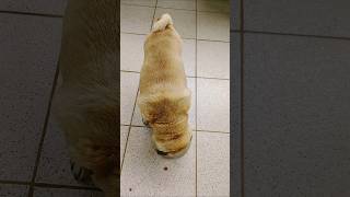 CACHORRO DA RAÇA PUG DIA 18/06