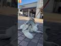 アウトレットで開きになってママと弟を待つボビさん#siberianhusky #husky #husky #シベリアンハスキー
