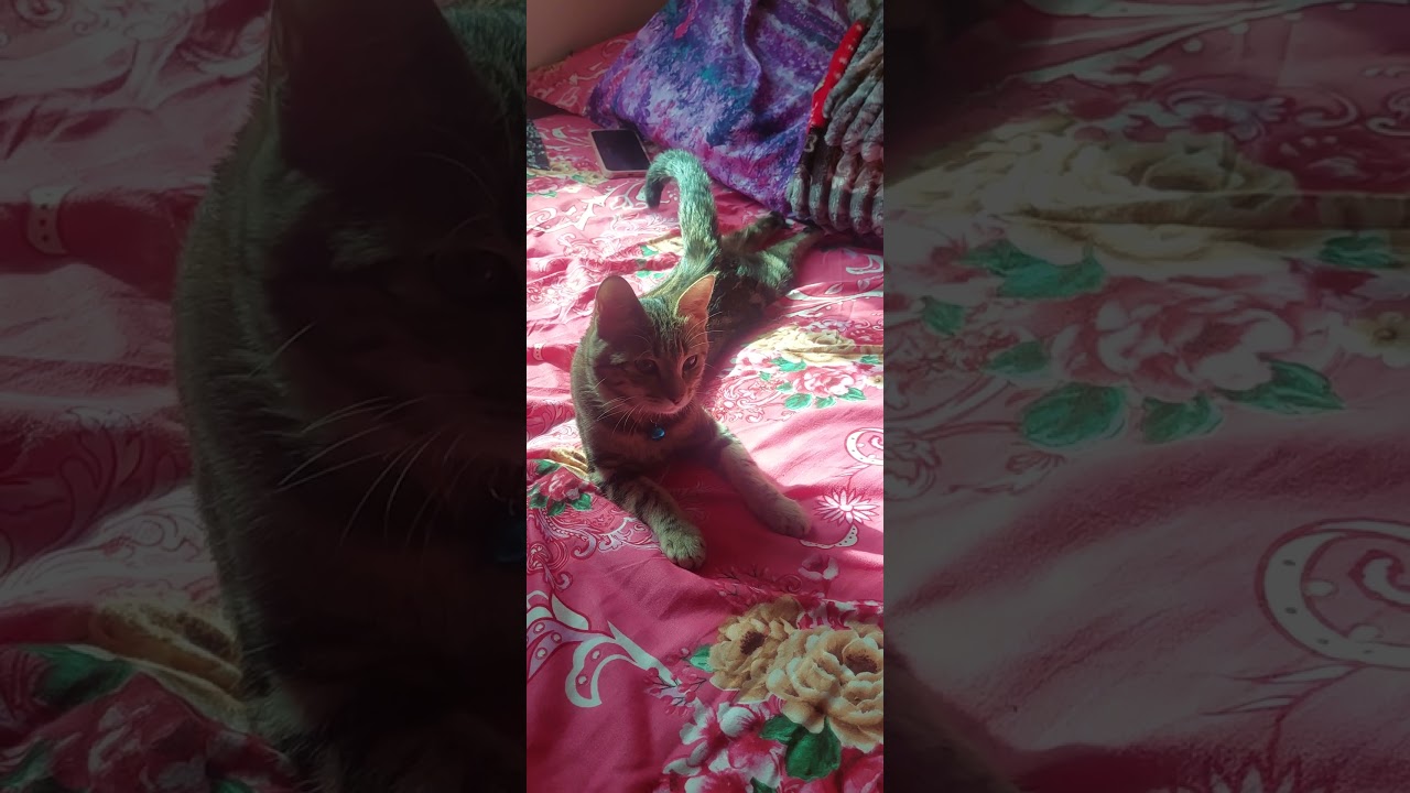 pinkimol 🥰🥰🥰