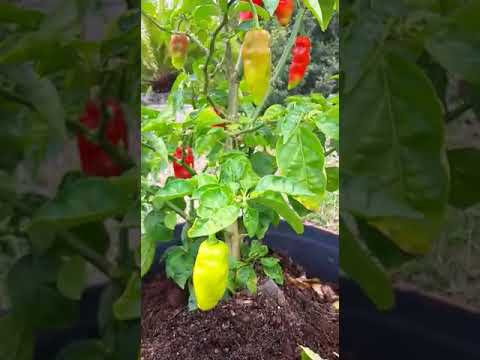 Video: Peper: Planten En Verzorgen