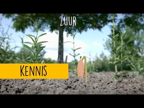 Video: Hoe verhoogt kalk de pH van de bodem?