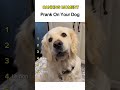 dogs being pranked #funnydog #funnydogs #funnydogsvideos