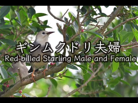 【野鳥】ギンムクドリ夫婦 左、雄　右、雌 Red-billed Starling Male and FemaleLeft, male right, female 4K 石垣島の野鳥