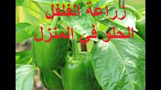 زراعة الفلفل الاخضر الحلو في المنزل من الالف الى الياء Cultivate sweet green peppers at home