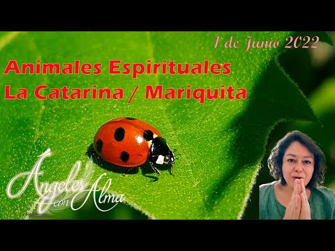 Video: El significado del símbolo de la mariquita entre diferentes pueblos