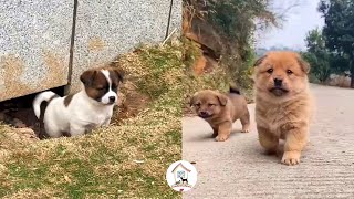 😺😍😘EPS5 Cutest Puppy Dogs Video Compilation 2022 Best Moments Of Cute Dogs Life - CuteAnimalShare by CuteAnimalShare 7,057 views 2 years ago 12 minutes, 4 seconds