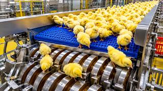 Title Top OneInside the Chicken Mega Factory: Amazing Egg Incubation Technology & Broiler Raising,