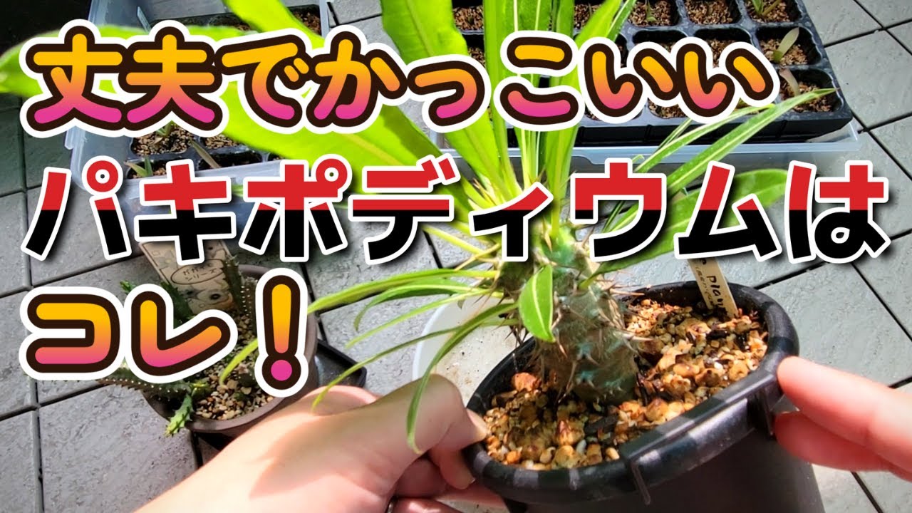 Pachypodium] This is the cheapest and hardiest! [Ramosum] Highly