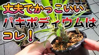 【パキポディウム】これが安くて一番丈夫！【ラモスム】オススメです！こん棒みたいでかっこいいね グラキリス 塊根 コーデックス ビザールプランツ 多肉植物 観葉植物