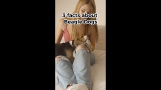 3 facts about Beagle Dogs  #shorts #4k #bark #chosua #dog