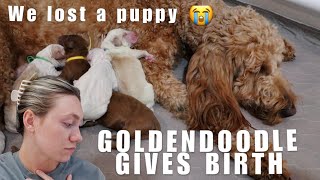 GOLDENDOODLE GIVES BIRTH TO 8 PUPPIES | WE LOST ONE 😭