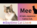 ★Daytime Cat Live Stream★12【Mee】