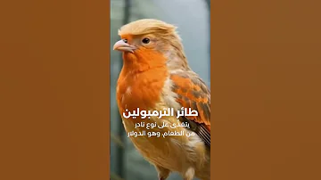 طائر الترامبولين الكائن الوحيد الذي يطير ومعه دولارات طائر الاقتصاد عبدالرحمن زيدان 